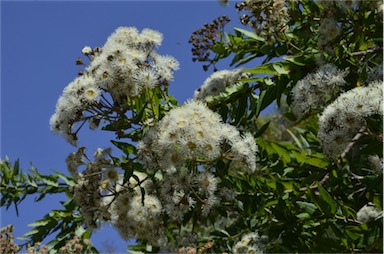 APII jpeg image of Angophora hispida  © contact APII