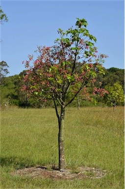 APII jpeg image of Brachychiton 'Griffith Pink'  © contact APII