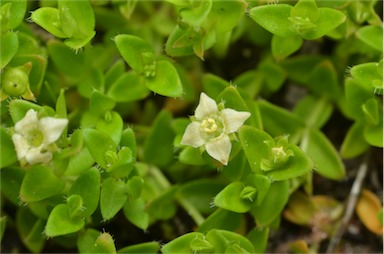 APII jpeg image of Mitrasacme serpyllifolia  © contact APII