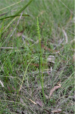 APII jpeg image of Microtis parviflora  © contact APII