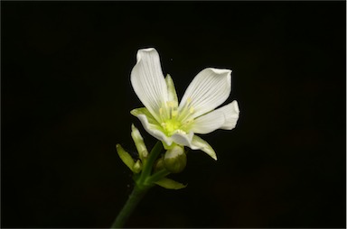 APII jpeg image of Dionaea muscipula  © contact APII