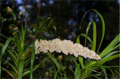 APII jpeg image of Dracophyllum sayeri  © contact APII