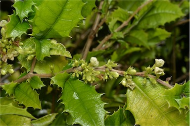 APII jpeg image of Graptophyllum spinigerum aff.  © contact APII