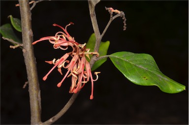 APII jpeg image of Grevillea oxyantha subsp. oxyantha  © contact APII