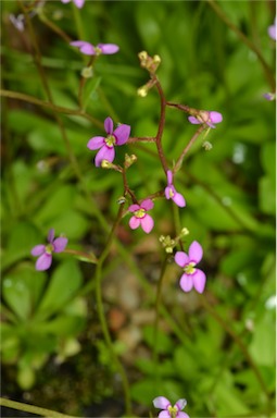 APII jpeg image of Stylidium debile  © contact APII