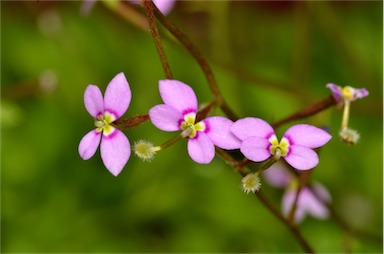 APII jpeg image of Stylidium debile  © contact APII