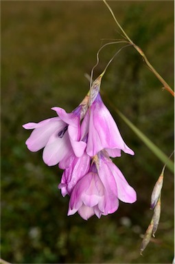 APII jpeg image of Dierama pendulum  © contact APII