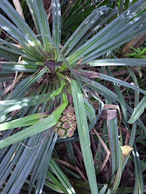 APII jpeg image of Pandanus christmatensis  © contact APII