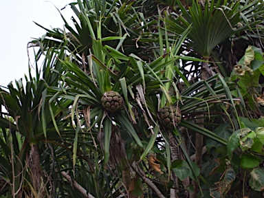 APII jpeg image of Pandanus christmatensis  © contact APII