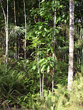 APII jpeg image of Planchonella nitida  © contact APII