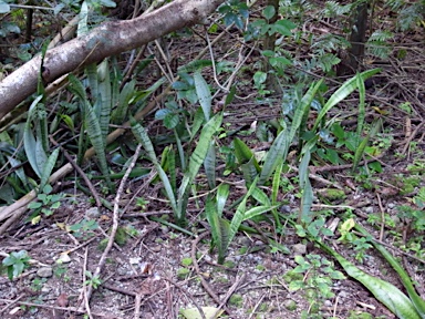 APII jpeg image of Sansevieria trifasciata  © contact APII