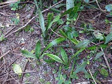 APII jpeg image of Sansevieria trifasciata  © contact APII