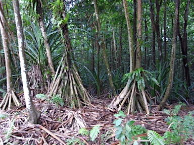 APII jpeg image of Pandanus elatus  © contact APII