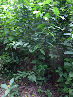 APII jpeg image of Callicarpa longifolia  © contact APII