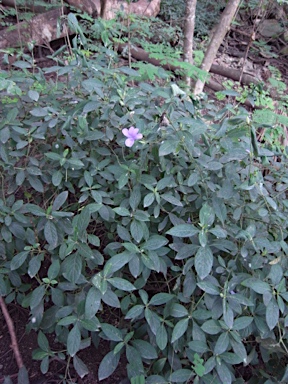 APII jpeg image of Barleria cristata  © contact APII