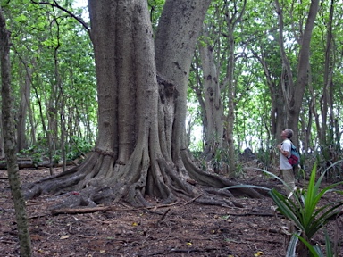 APII jpeg image of Pisonia grandis  © contact APII