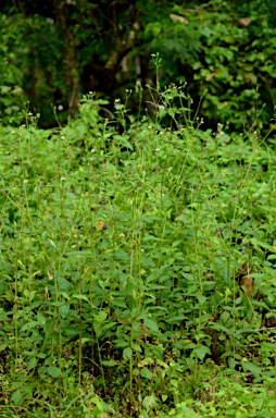 APII jpeg image of Bidens pilosa var. minor  © contact APII