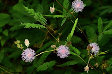 APII jpeg image of Mimosa pudica  © contact APII