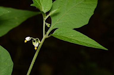 APII jpeg image of Solanum nodiflorum  © contact APII