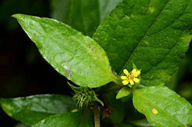 APII jpeg image of Synedrella nodiflora  © contact APII