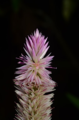 APII jpeg image of Celosia argentea  © contact APII