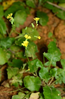 APII jpeg image of Youngia japonica  © contact APII