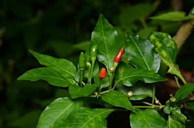 APII jpeg image of Capsicum frutescens  © contact APII