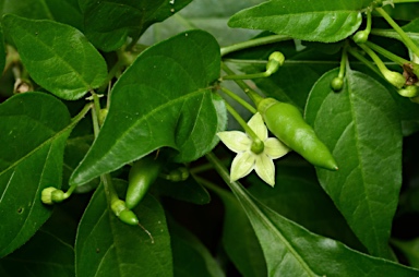 APII jpeg image of Capsicum frutescens  © contact APII