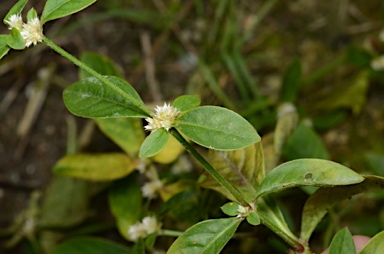 APII jpeg image of Alternanthera ficoidea  © contact APII