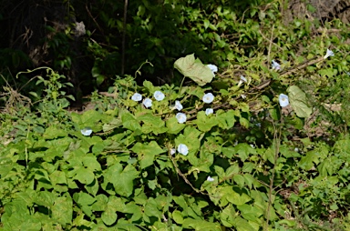 APII jpeg image of Ipomoea nil  © contact APII