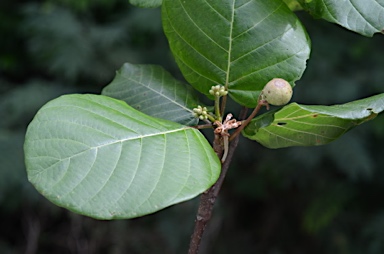 APII jpeg image of Guettarda speciosa  © contact APII