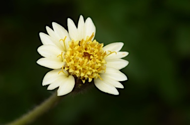 APII jpeg image of Tridax procumbens  © contact APII