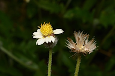 APII jpeg image of Tridax procumbens  © contact APII