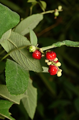 APII jpeg image of Cordia curassavica  © contact APII