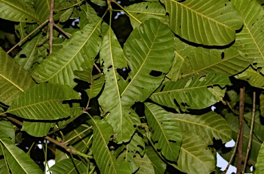 APII jpeg image of Planchonella nitida  © contact APII