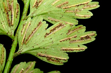 APII jpeg image of Asplenium listeri  © contact APII