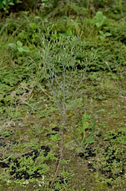 APII jpeg image of Symphyotrichum subulatum  © contact APII