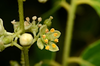 APII jpeg image of Clausena excavata  © contact APII