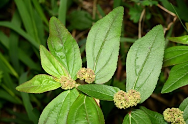 APII jpeg image of Euphorbia hirta  © contact APII