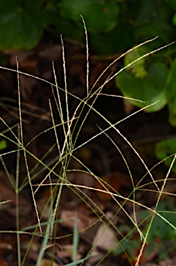 APII jpeg image of Digitaria setigera  © contact APII