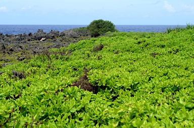 APII jpeg image of Scaevola taccada  © contact APII