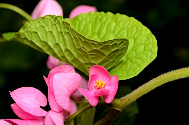 APII jpeg image of Antigonon leptopus  © contact APII