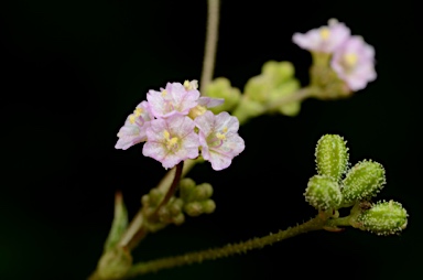 APII jpeg image of Boerhavia glabrata  © contact APII