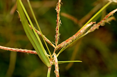 APII jpeg image of Cyperus rotundus  © contact APII