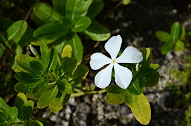 APII jpeg image of Catharanthus roseus  © contact APII