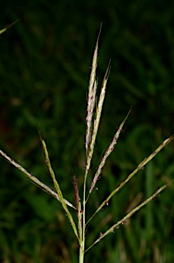 APII jpeg image of Bothriochloa bladhii  © contact APII