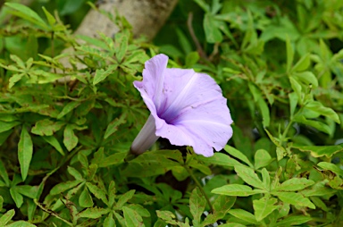 APII jpeg image of Ipomoea cairica  © contact APII