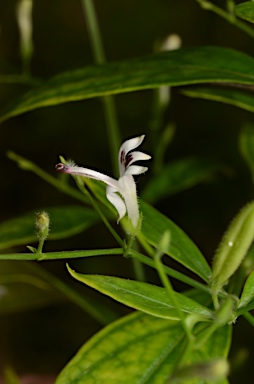 APII jpeg image of Andrographis paniculata  © contact APII