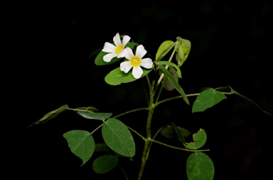 APII jpeg image of Oxalis barrelieri  © contact APII