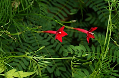 APII jpeg image of Ipomoea quamoclit  © contact APII